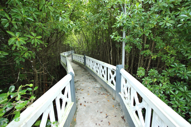 Rajah Island Mangrove Forest Walking Pathway