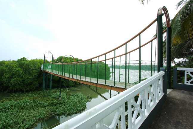 Rajah Island Mangrove Forest Bridge View