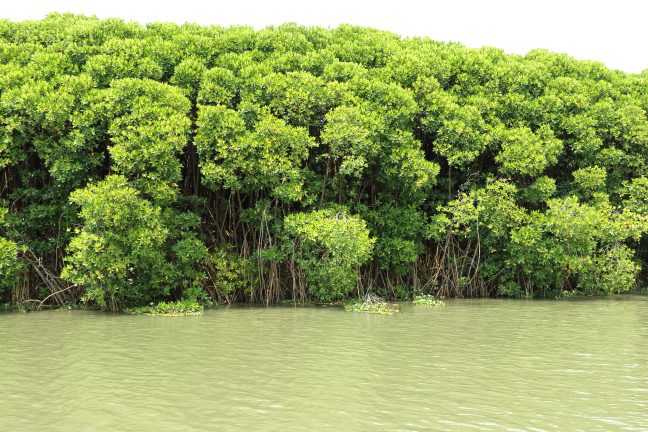 Rajah Island Mangrove Forest